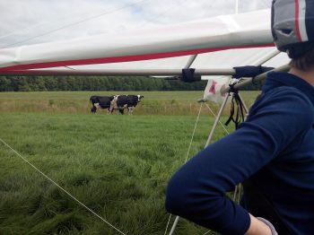 Koeien bij het lierterrein foto Heleen van den Bos